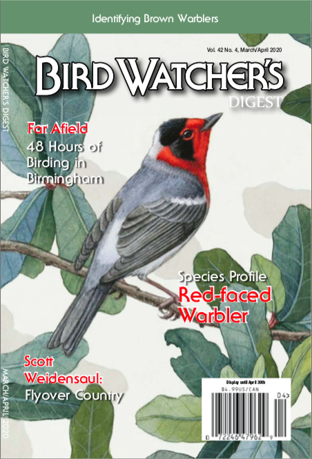 Alex Warnick painting Bird Watcher digest red faced warbler